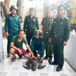 Thả về biển đồi mồi dứa quý hiếm 10kg có tên trong sách đỏ